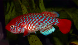 Bumburi -  