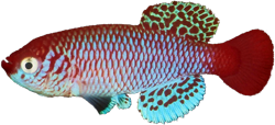 HMN - Nothobranchius hoermanni