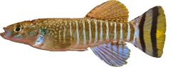HMZ - Aphaniops hormuzensis