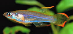 HNZ - Poropanchax luxophthalmus hannerzi