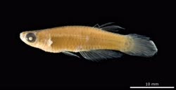 holotype -  