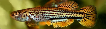 HOF - Aphyosemion hofmanni