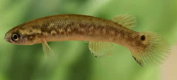 HRM - Kryptolebias hermaphroditus