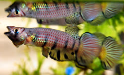 HUB - Epiplatys huberi