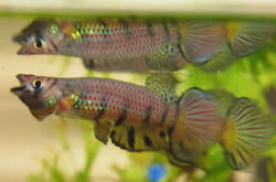 Mandilou -    