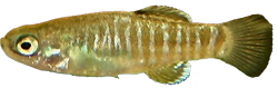 IBE - Apricaphanius iberius