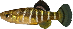 ICN - Aphanius iconii