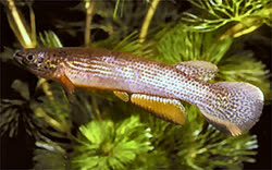 IGN - Rivulus igneus