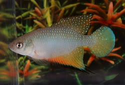 IGS - Simpsonichthys igneus