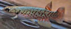 ILL - Rivulus (Melanorivulus) illuminatus