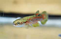 01-0-Copr_2013-Naty_Yamagatat.jpg