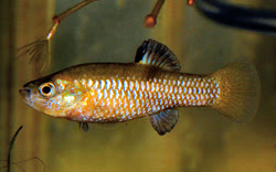 INO - Lucania interioris