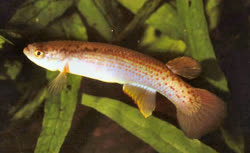 IRD - Rivulus iridescens
