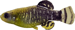 IRG - Anatolichthys irregularis