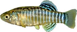 ISF - Esmaeilius isfahanensis