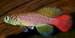 ISL - Nothobranchius insularis