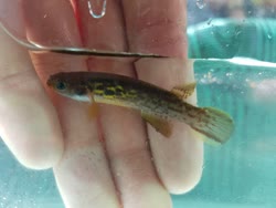 IST - Rivulus (Cynodonichthys) isthmensis