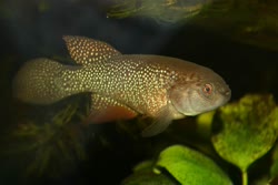 ITA - Cynolebias itapicuruensis
