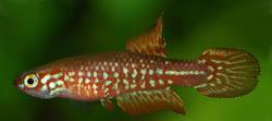 ITH - Leptolebias itanhaensis