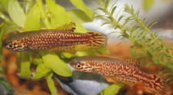 00-0-Copr_2012-Vadisht.jpg