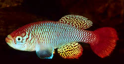ITI - Nothobranchius itigiensis