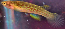 ITM - Rivulus (Anablepsoides) intermittans
