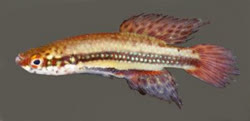 IUS - Cynopoecilus intimus