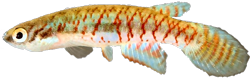 JAL