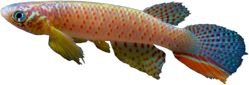 00-0-Copr_2024-Heinz_Arno_Drawert-MNKP_16539_holotype_male_41-9mm_SL.png 00-0-Copr_2024-Heinz_Arno_Drawert-MNKP_16539_holotype_male_41-9mm_SLt.png