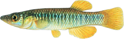 JKN - Fundulus jenkinsi
