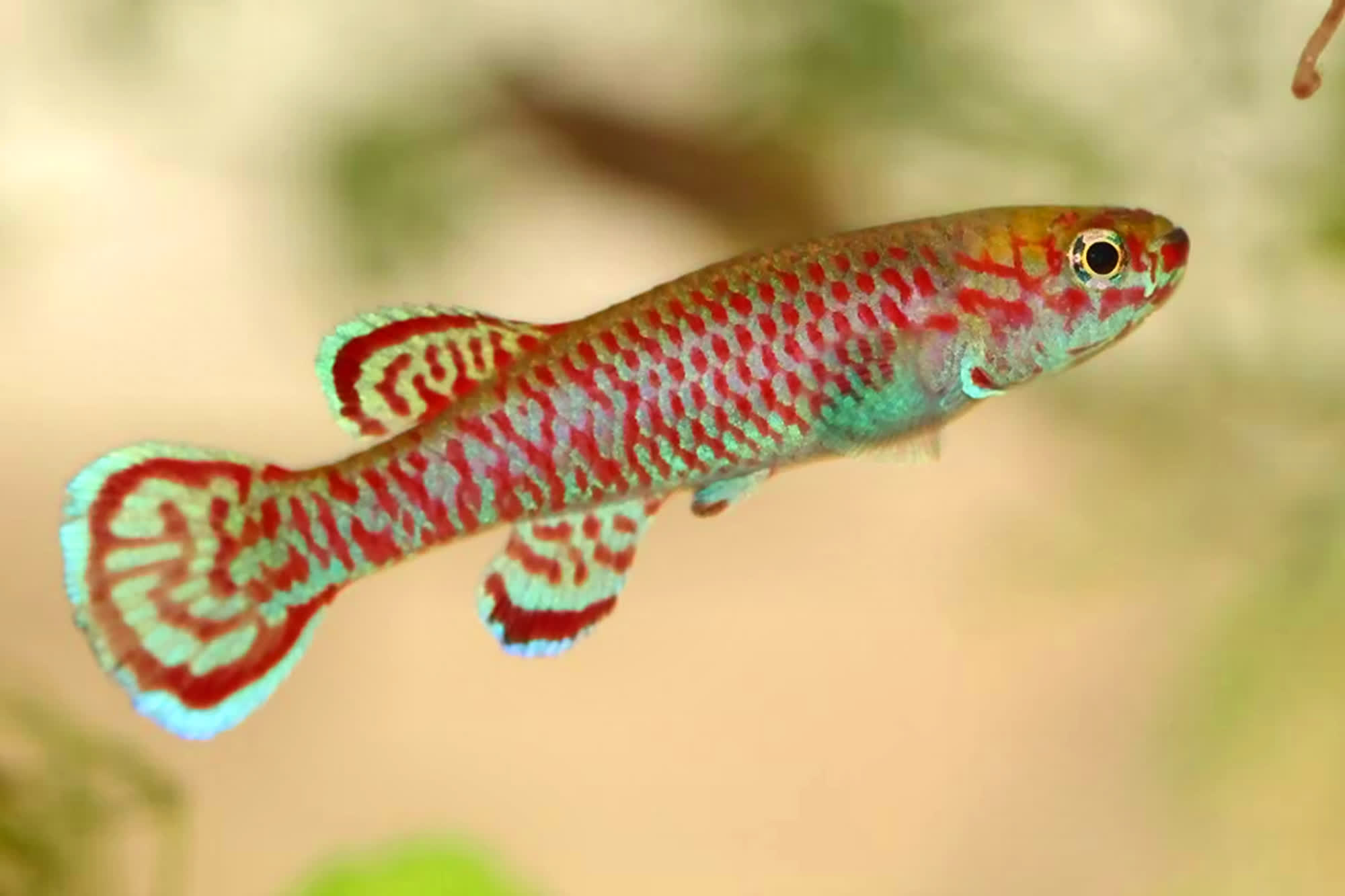 Ngouambanga -  GJS_00-13