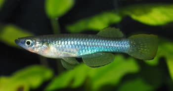 JOH - Micropanchax johnstoni