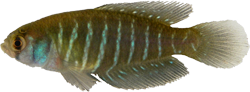 JUA - Austrolebias juanlangi