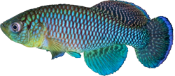 JUB - Nothobranchius jubbi