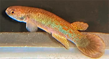 JUC - Rivulus (Anablepsoides) jucundus