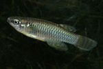 KAB - Rhexipanchax kabae