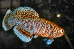 KAF - Nothobranchius  kafuensis