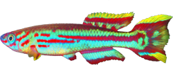 KAM - Fundulopanchax kamdemi