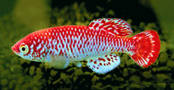 KAR - Nothobranchius kardashevi