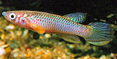 KAS - Copr_1997_Winfried_Stenglein, Epiplatys olbrechtsi kassiapleuensis