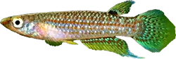 KIM - Aplocheilus kirchmayeri