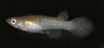 02-0-Copr_2011_Alf_Perssont.jpg