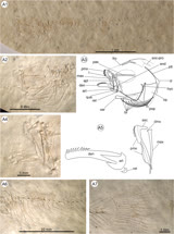 KKI - Kenyaichthys kipkechi(fossil)