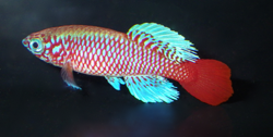 KLM - Nothobranchius kilomberoensis