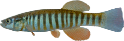 KNS - Fundulus kansae