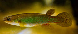 KNZ - Rivulus (Melanorivulus)kunzei