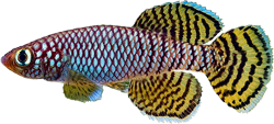 KOR - Nothobranchius korthausae