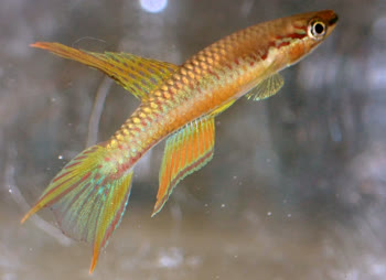 Sanaga