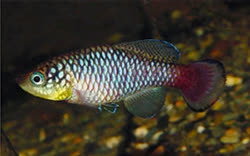 KRA - Nothobranchius krammeri