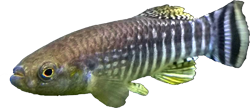 KRP - Aphaniops kruppi